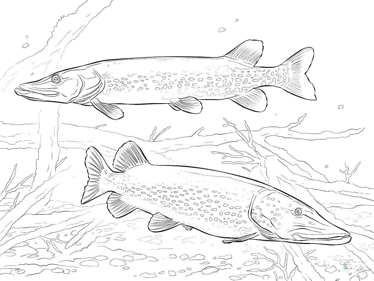 Coloring Fish.. Category fish. Tags:  fish, fishes, water.
