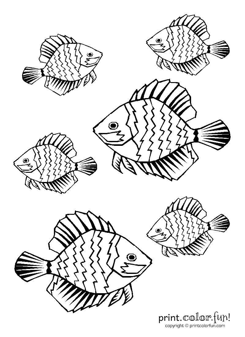 Название: Раскраска Рыбья стая. Категория: рыбы. Теги: Подводный мир, рыба.