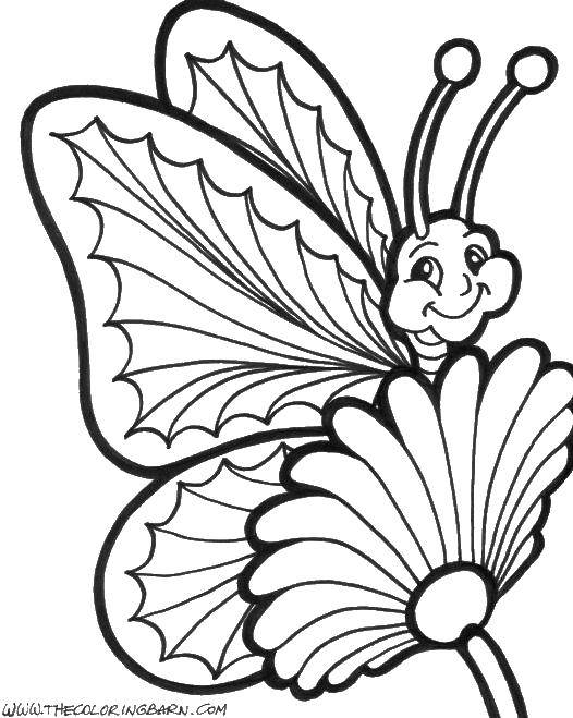 Название: Раскраска Счастливая бабочка на цветочке. Категория: бабочки. Теги: Бабочка.