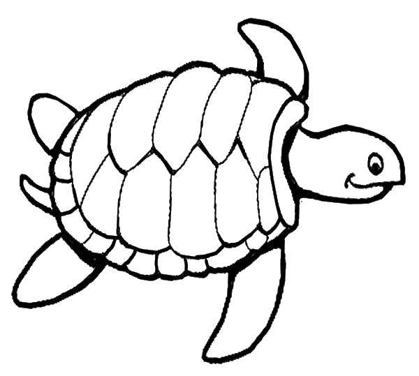 Название: Раскраска Счастливая морская черепаха.. Категория: Черепаха. Теги: Рептилия, черепаха.