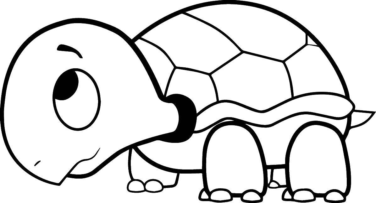 Название: Раскраска Стеснительная черепашка. Категория: Морская черепаха. Теги: Рептилия, черепаха.