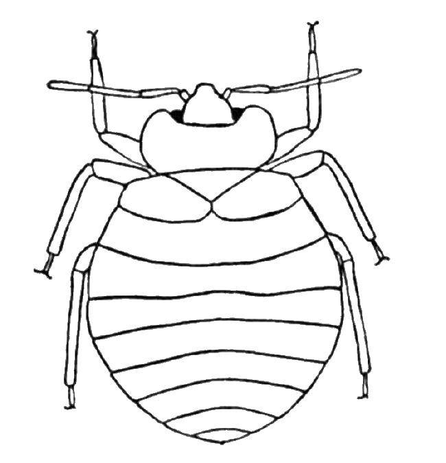 Coloring A fat beetle. Category Insects. Tags:  Insects, beetle.