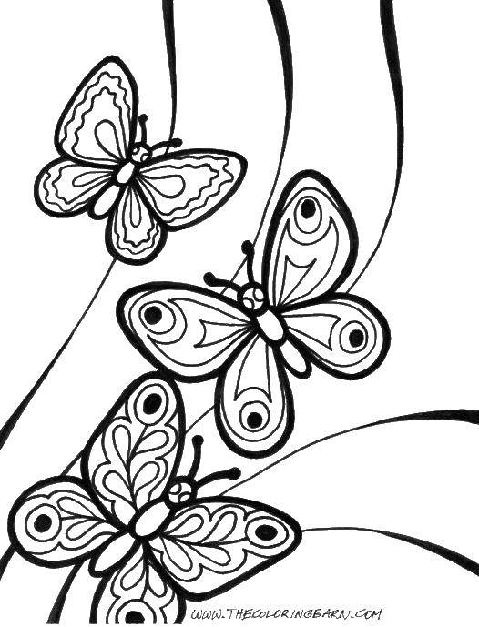 Coloring Three butterflies. Category butterflies. Tags:  Butterfly.