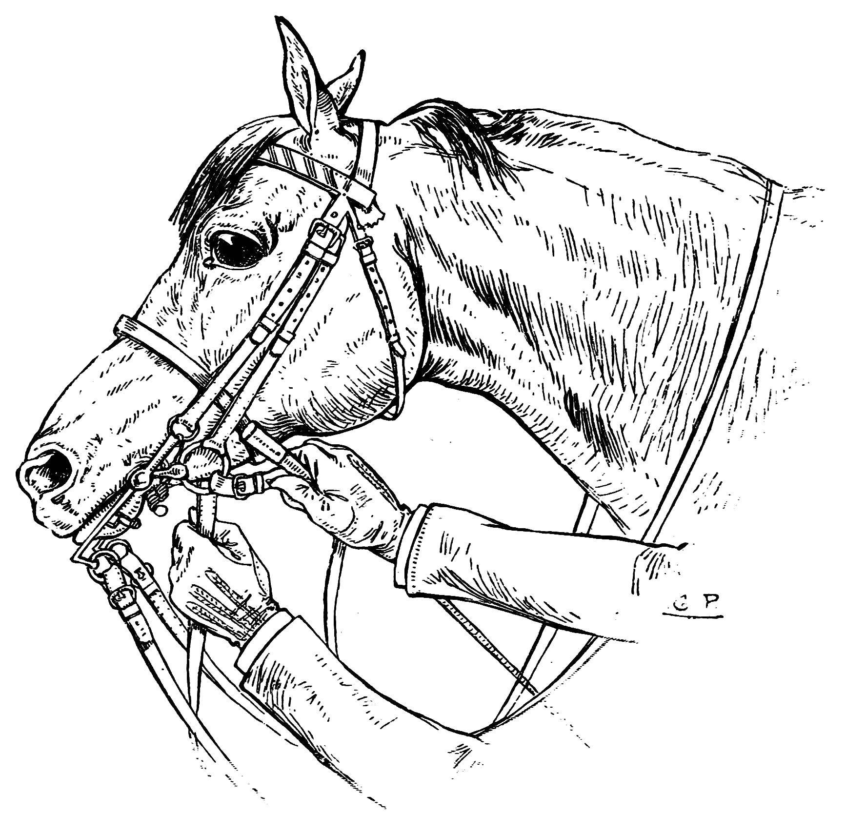 Coloring The harness for the horse. Category Animals. Tags:  Animals, horse.