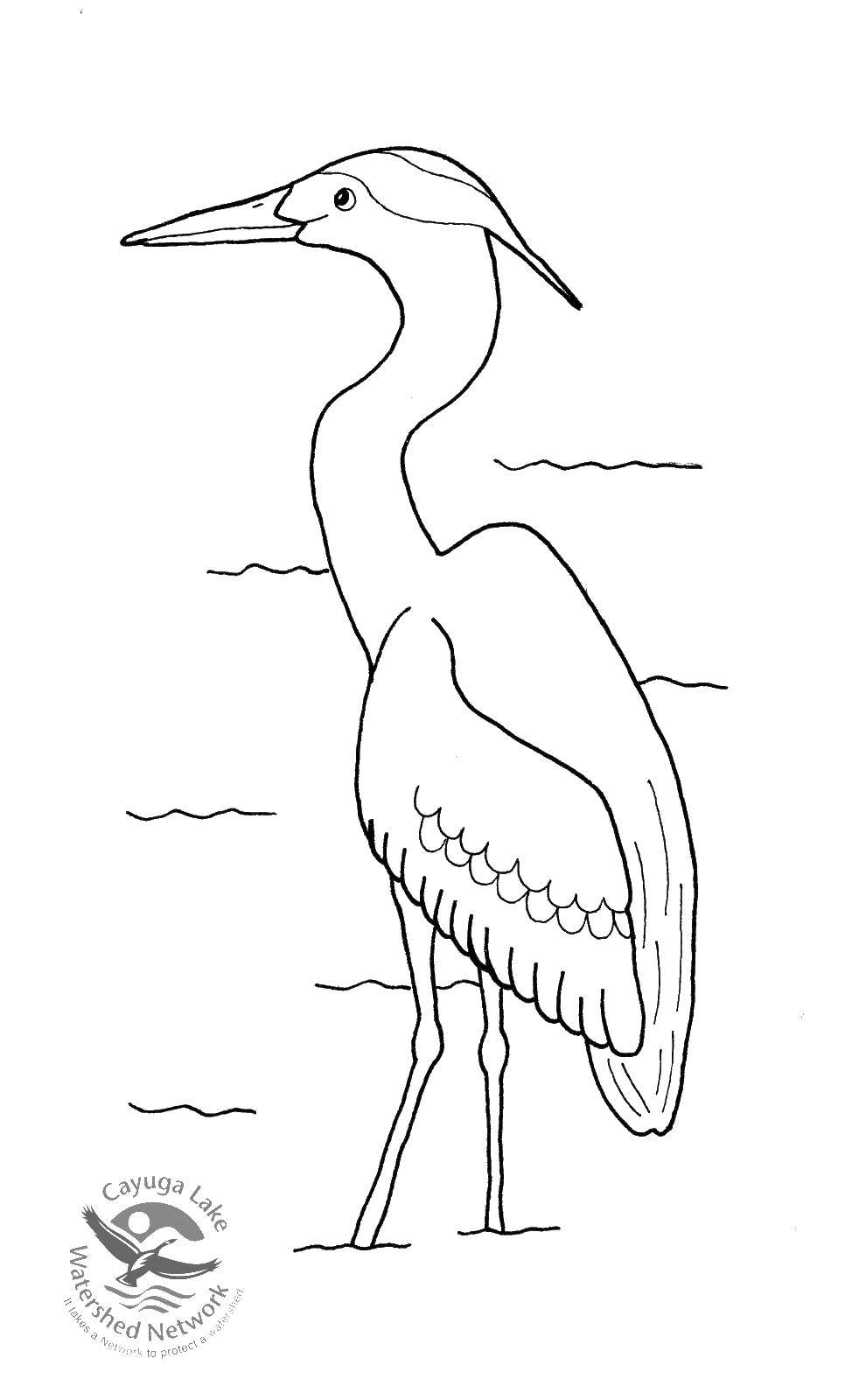 Coloring Water Heron. Category birds. Tags:  Birds.