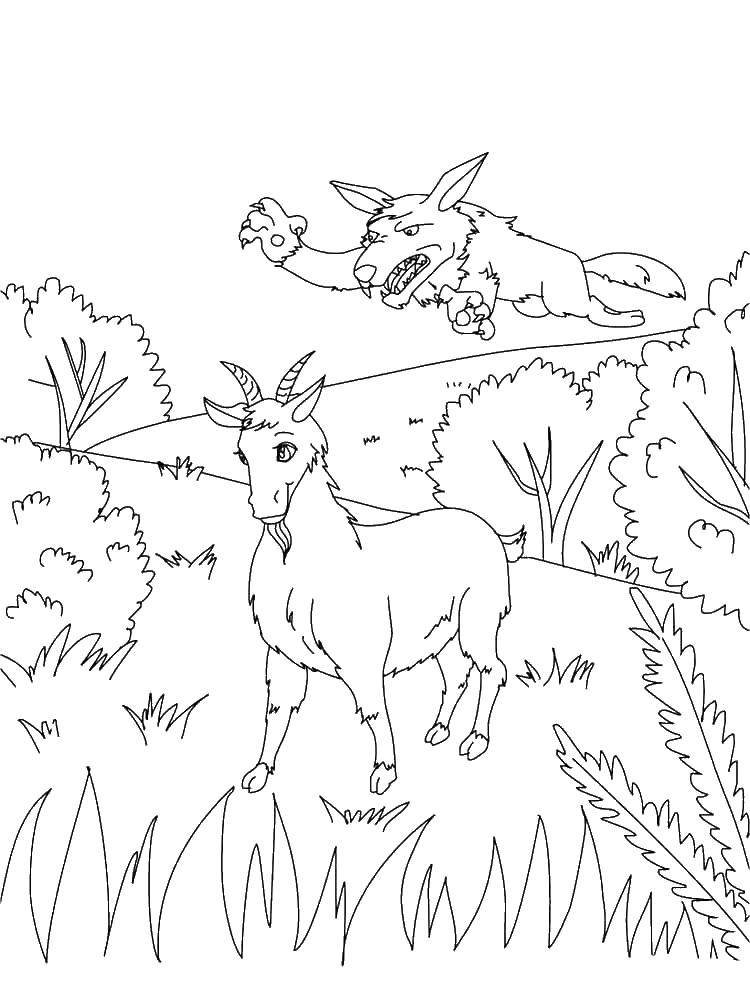Coloring The wolf lunges at the goat. Category Animals. Tags:  animals, goats, wolves.