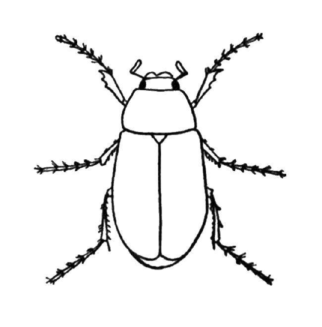 Coloring Hairy legs. Category Insects. Tags:  Insects, beetle.