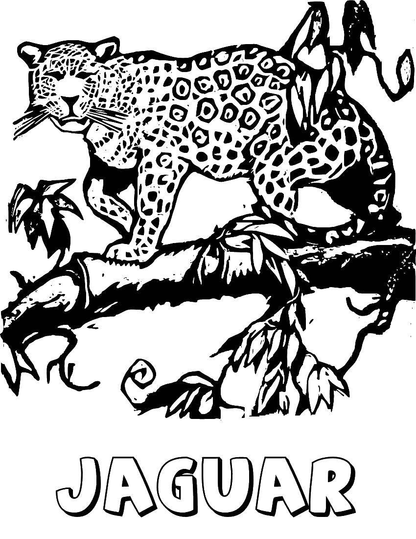 Название: Раскраска Ягуар на дереве. Категория: дикие животные. Теги: Животные, ягуар.