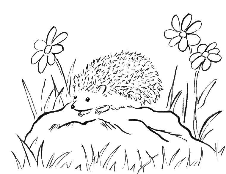 Coloring Hedgehog on stone. Category Animals. Tags:  animals, hedgehog.