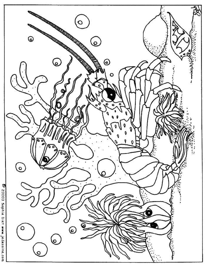 Название: Раскраска Жизнь морских обитателей. Категория: морское. Теги: Подводный мир, рыба.