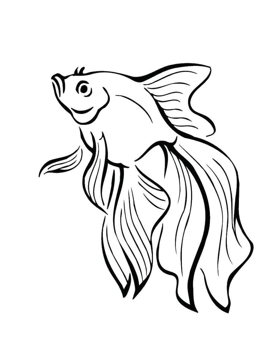Название: Раскраска Золотая рыбка.. Категория: рыбы. Теги: рыбы, золотая рыбка.
