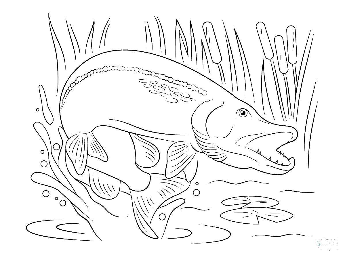 Название: Раскраска Зубастая щука злится. Категория: щука. Теги: Подводный мир, рыба.