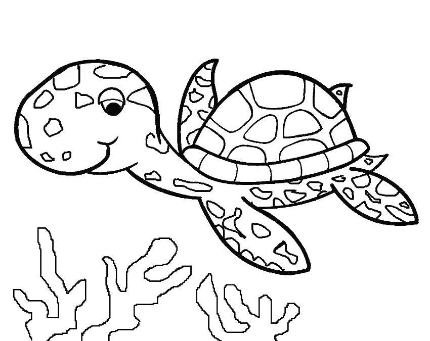 Розмальовки  Черепаха в плямах. Завантажити розмальовку Рептилія, черепаха.  Роздрукувати ,Черепаха,