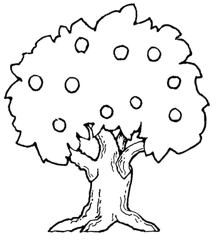 Розмальовки  Дерево з плодами. Завантажити розмальовку Дерева, лист.  Роздрукувати ,дерево,