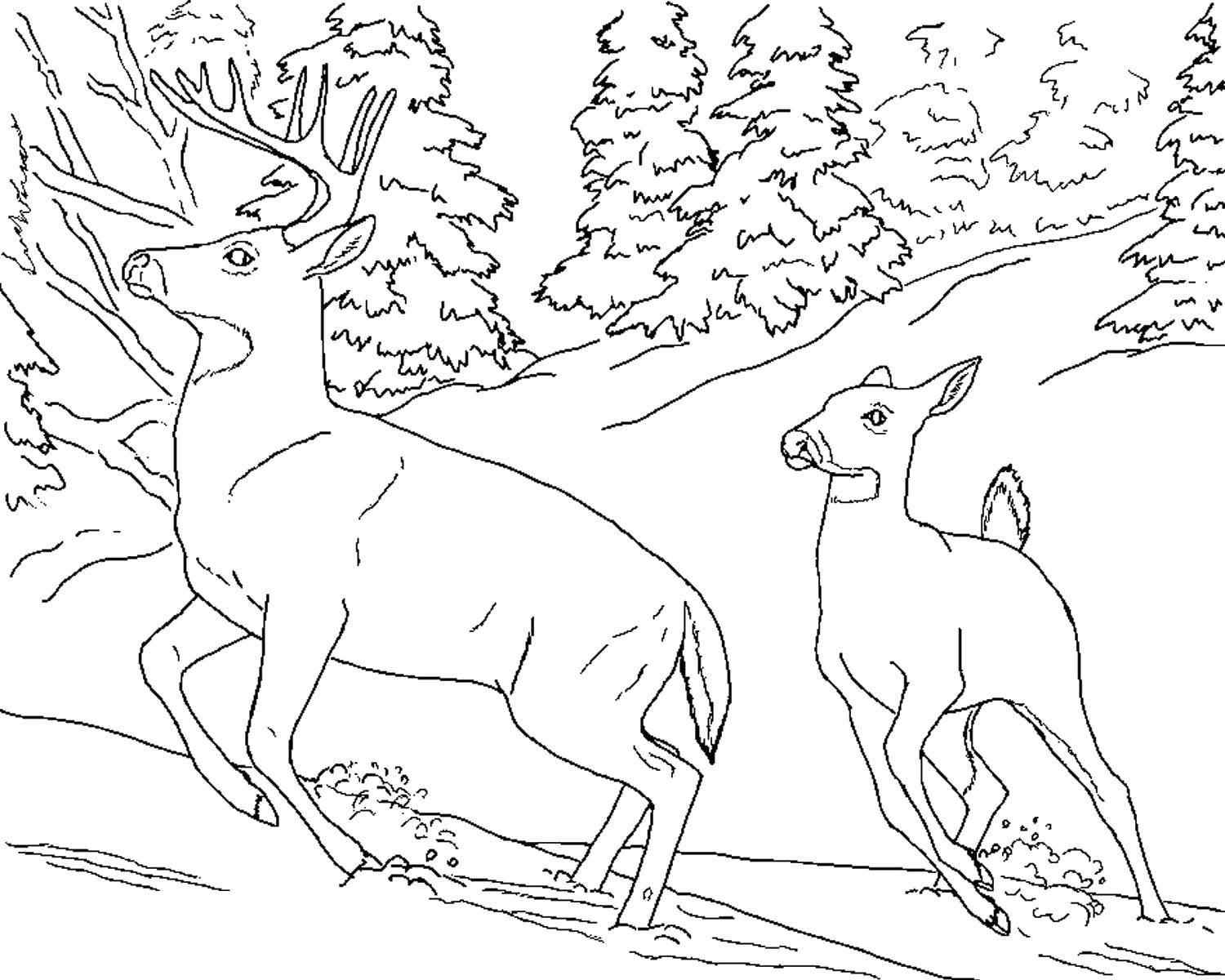 Розмальовки  Олені тікають від хижака. Завантажити розмальовку Природа, ліс, тварини, олень.  Роздрукувати ,ліс,