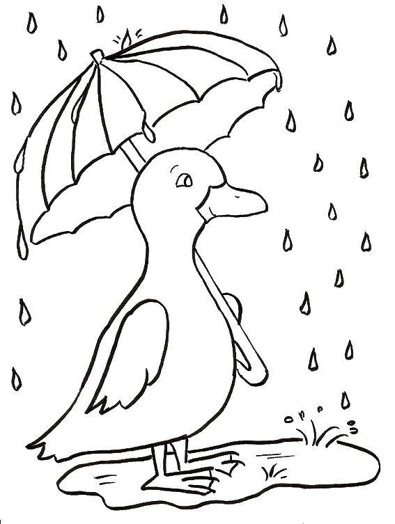 Розмальовки  Пташка під парасолькою. Завантажити розмальовку Дощ, парасолька, осінь.  Роздрукувати ,Дощ,