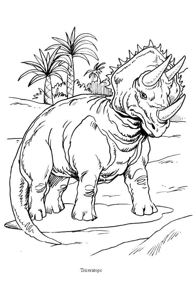 Розмальовки  Роги трицератопса. Завантажити розмальовку Динозаври.  Роздрукувати ,динозавр,
