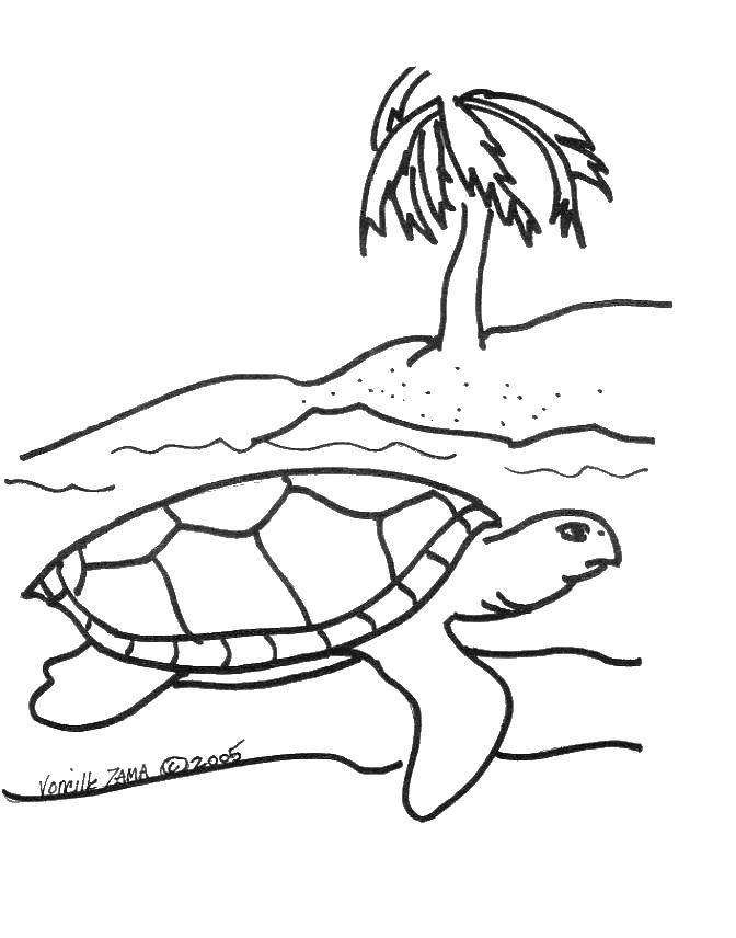 Coloring Turtle near the island. Category Turtle. Tags:  Reptile, turtle.