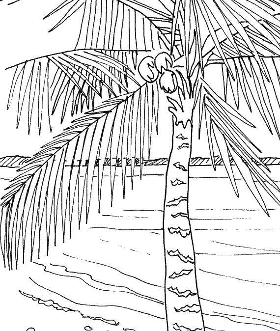 Название: Раскраска Кокосы растут на пальме. Категория: остров. Теги: Деревья, пальма.