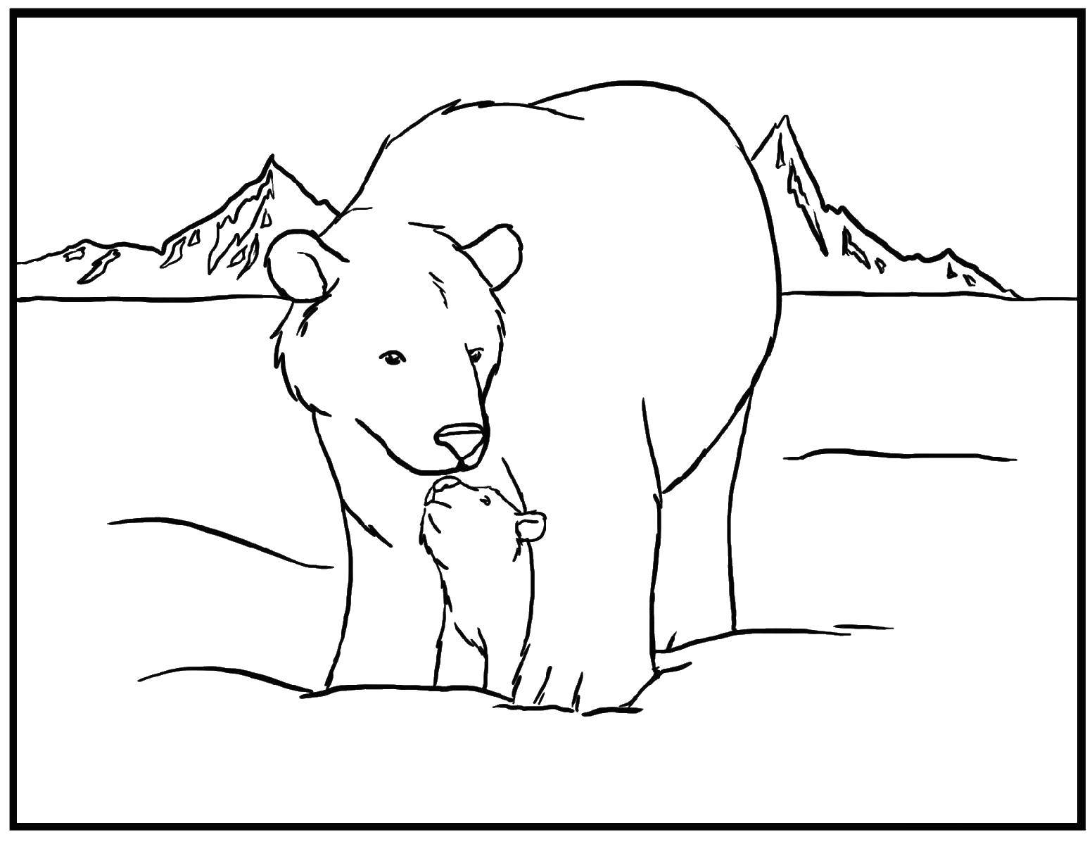 Название: Раскраска Мама белого медвежонка. Категория: дикие животные. Теги: Животные, белый медведь.