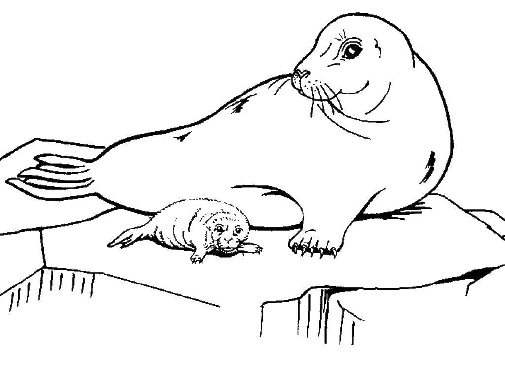 Название: Раскраска Мама тюлень с малышом. Категория: Животные. Теги: Животные, тюлень.
