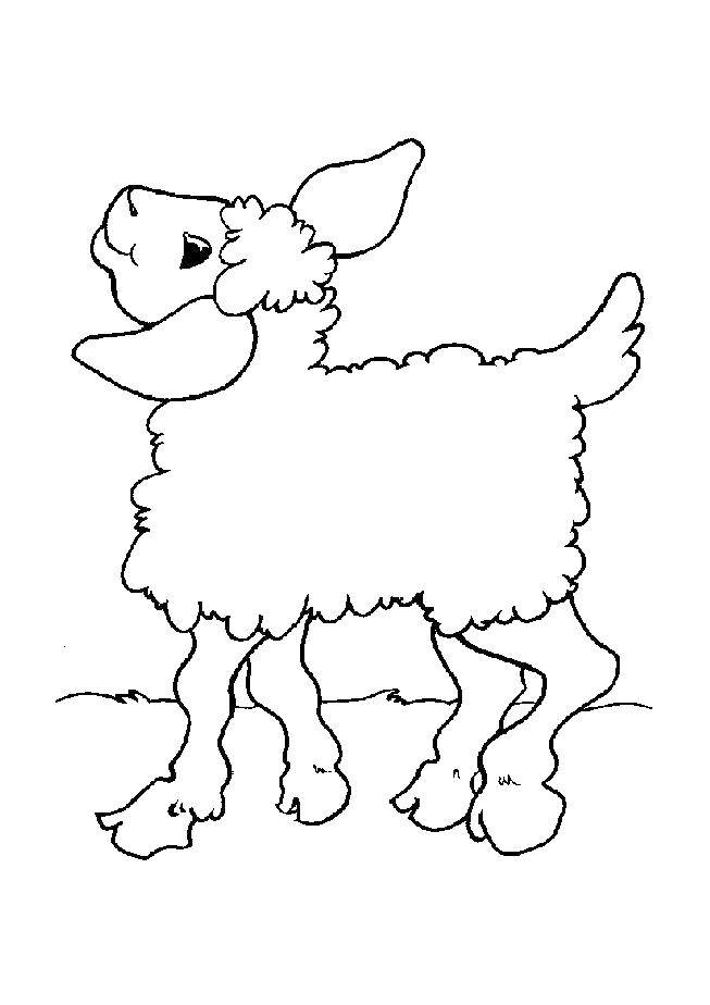 Название: Раскраска Милая овечка. Категория: Животные. Теги: животные, овца, овечка.