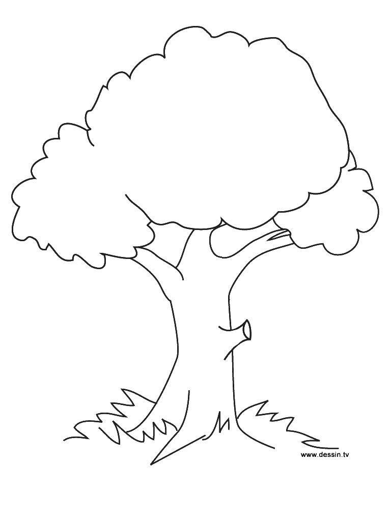 Название: Раскраска Могучее деревце. Категория: дерево. Теги: Деревья, лист.