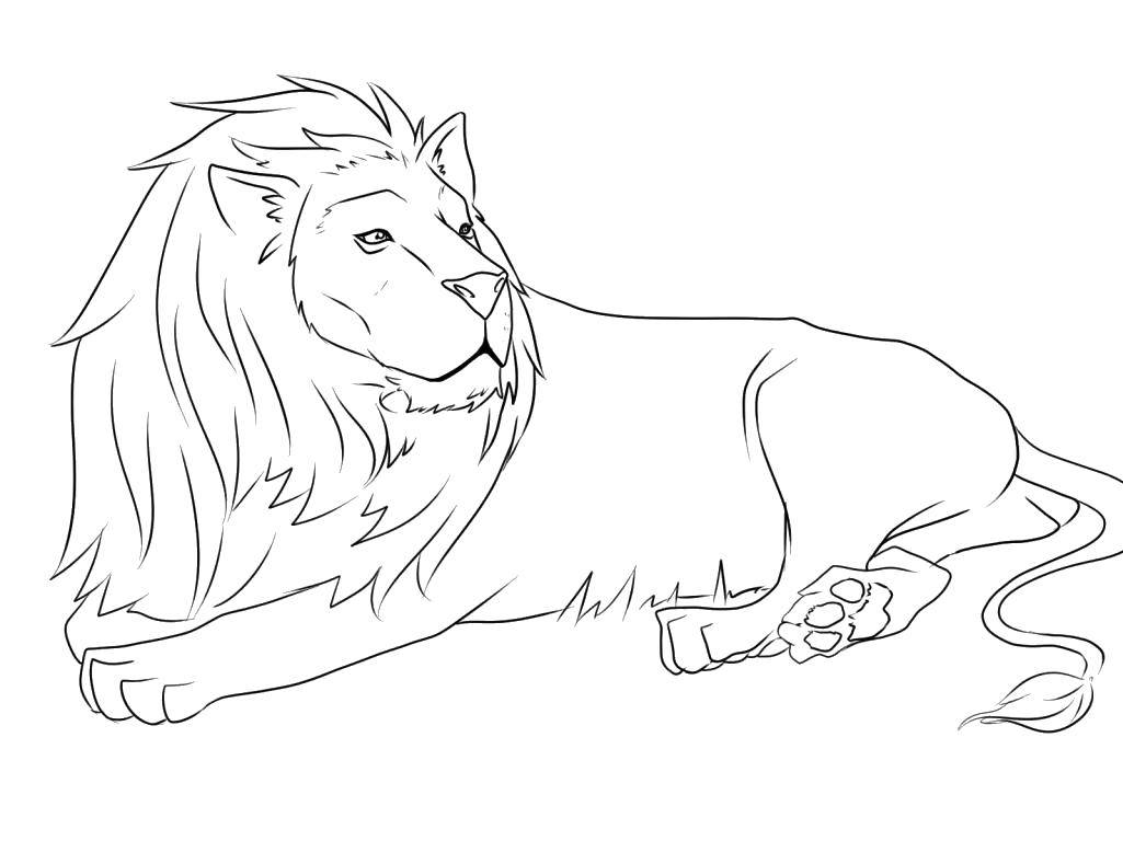 Coloring The wise lion. Category Animals. Tags:  Animals, lion.