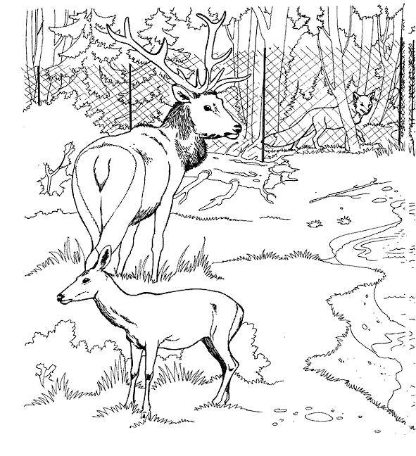 Coloring Deer walked in the woods and saw a Fox. Category Nature. Tags:  Nature, forest, animals, deer, Fox.