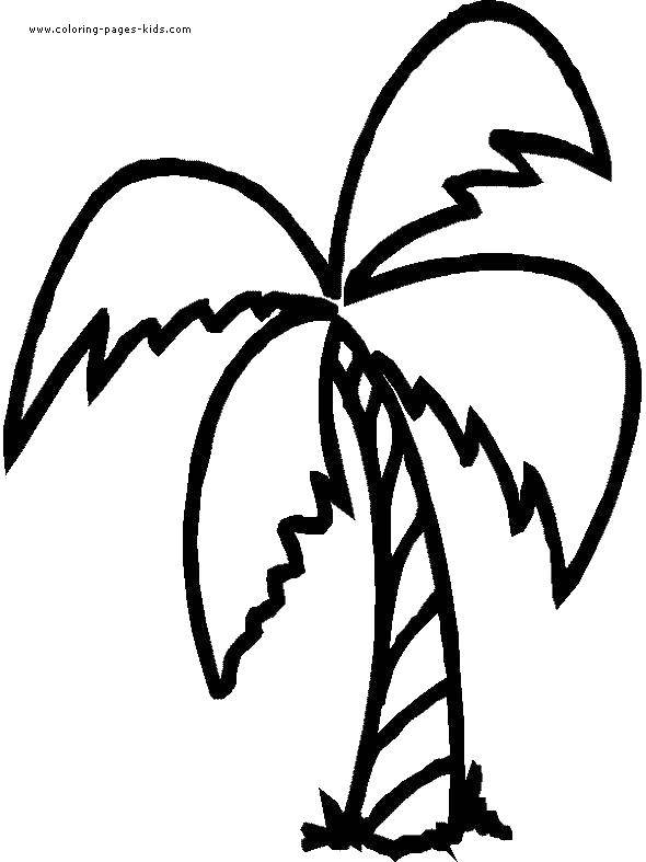 Coloring Palmochka. Category tree. Tags:  Trees, palm tree.