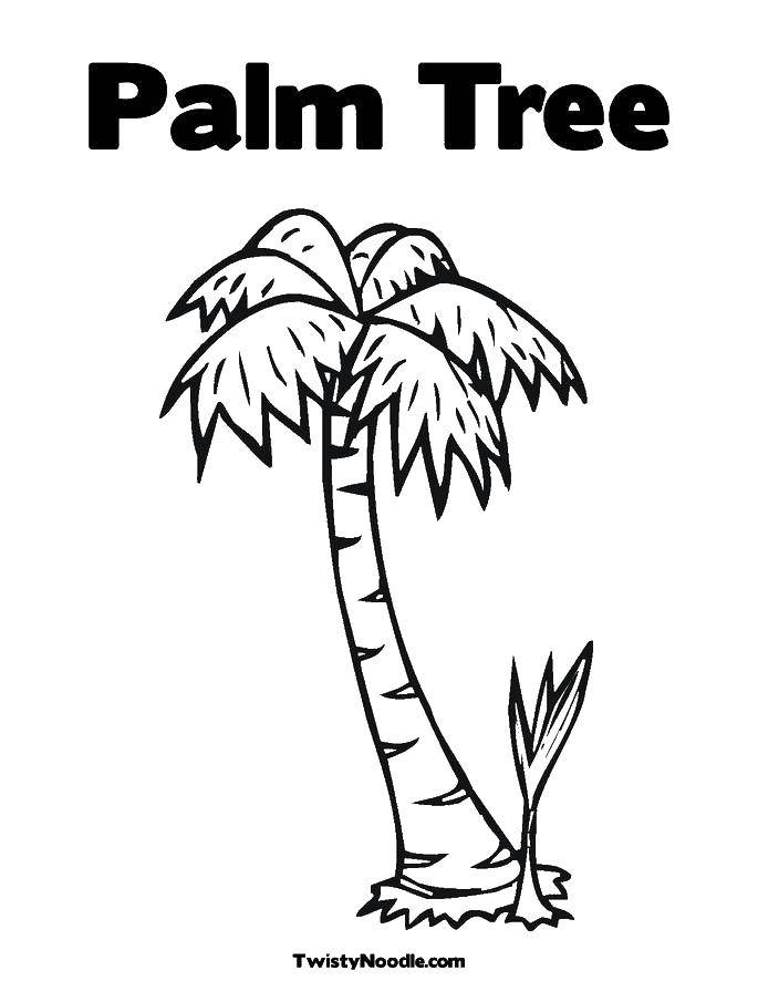 Название: Раскраска Пальмовое дерево. Категория: дерево. Теги: Деревья, пальма.
