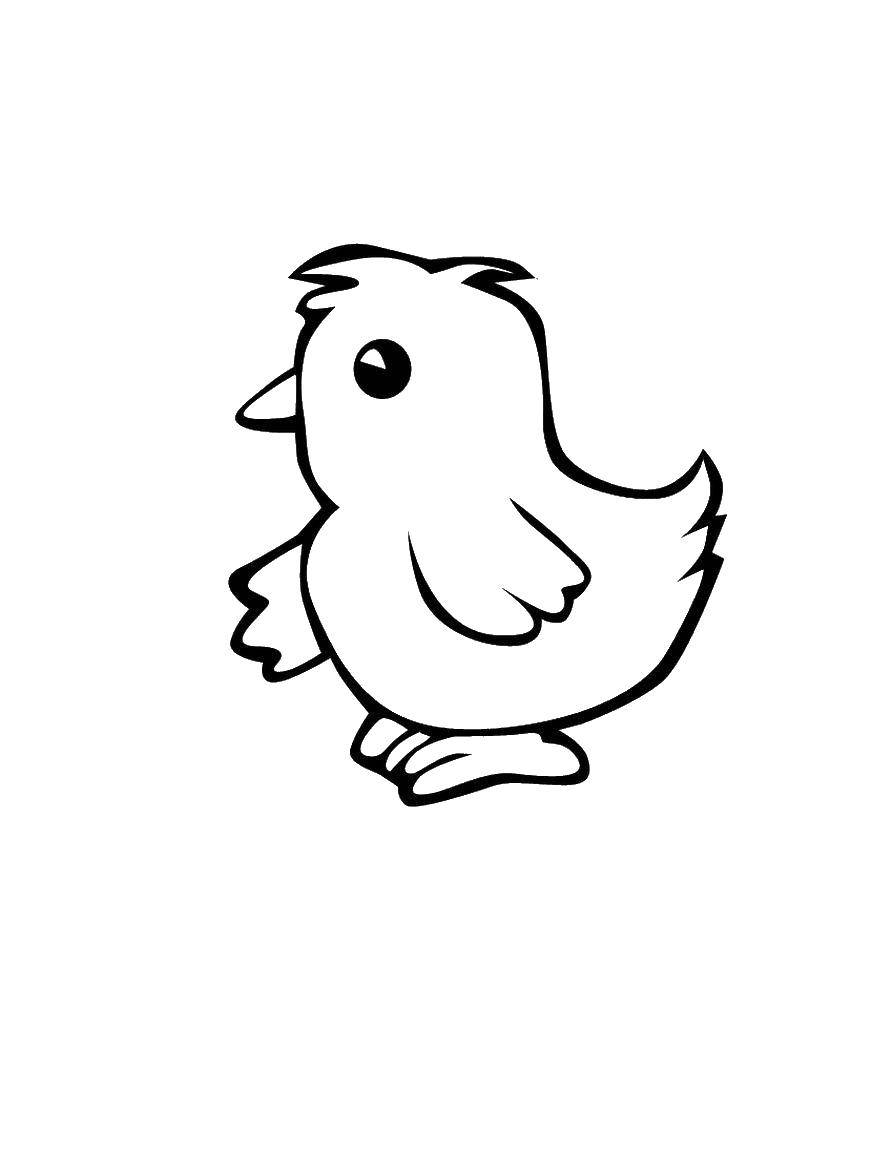 Coloring Chick. Category birds. Tags:  birds, bird, birds.