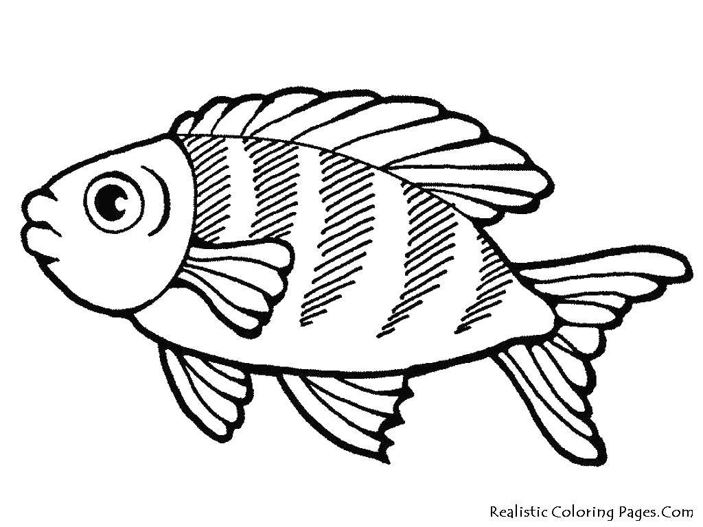 Название: Раскраска Рыбка с полосочками. Категория: рыбы. Теги: рыбы, рыбки, плавники.