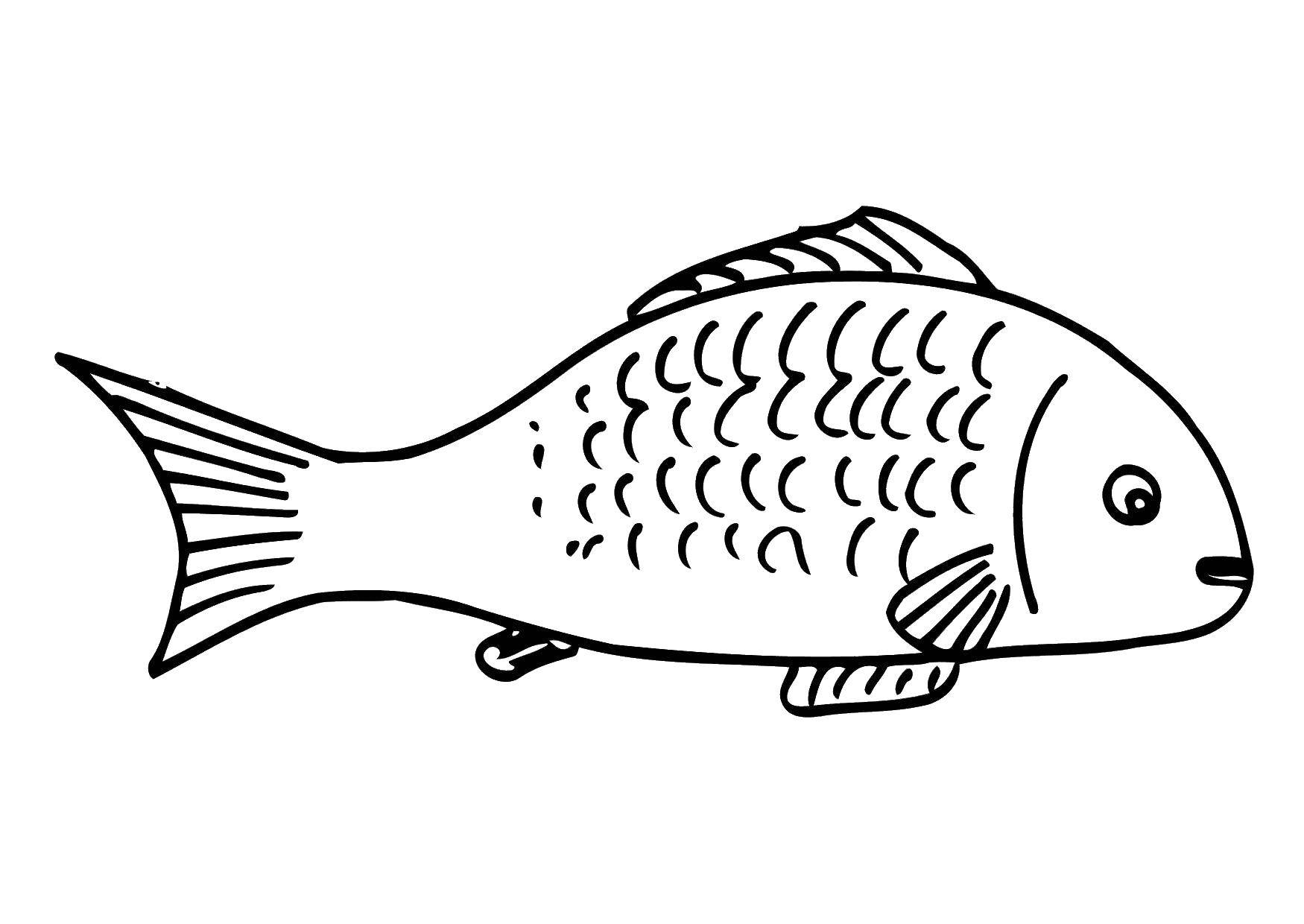 Название: Раскраска Рыбка. Категория: рыбы. Теги: рыбы, рыбка, чешуя.