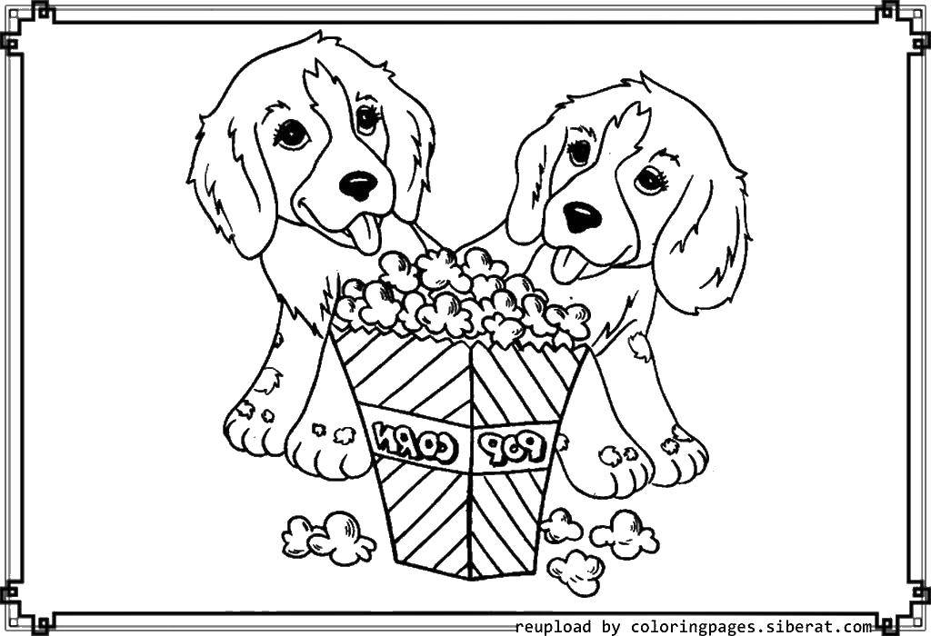 Название: Раскраска Щеночки и попкорн. Категория: собаки. Теги: собаки, щеночки, попкорн.