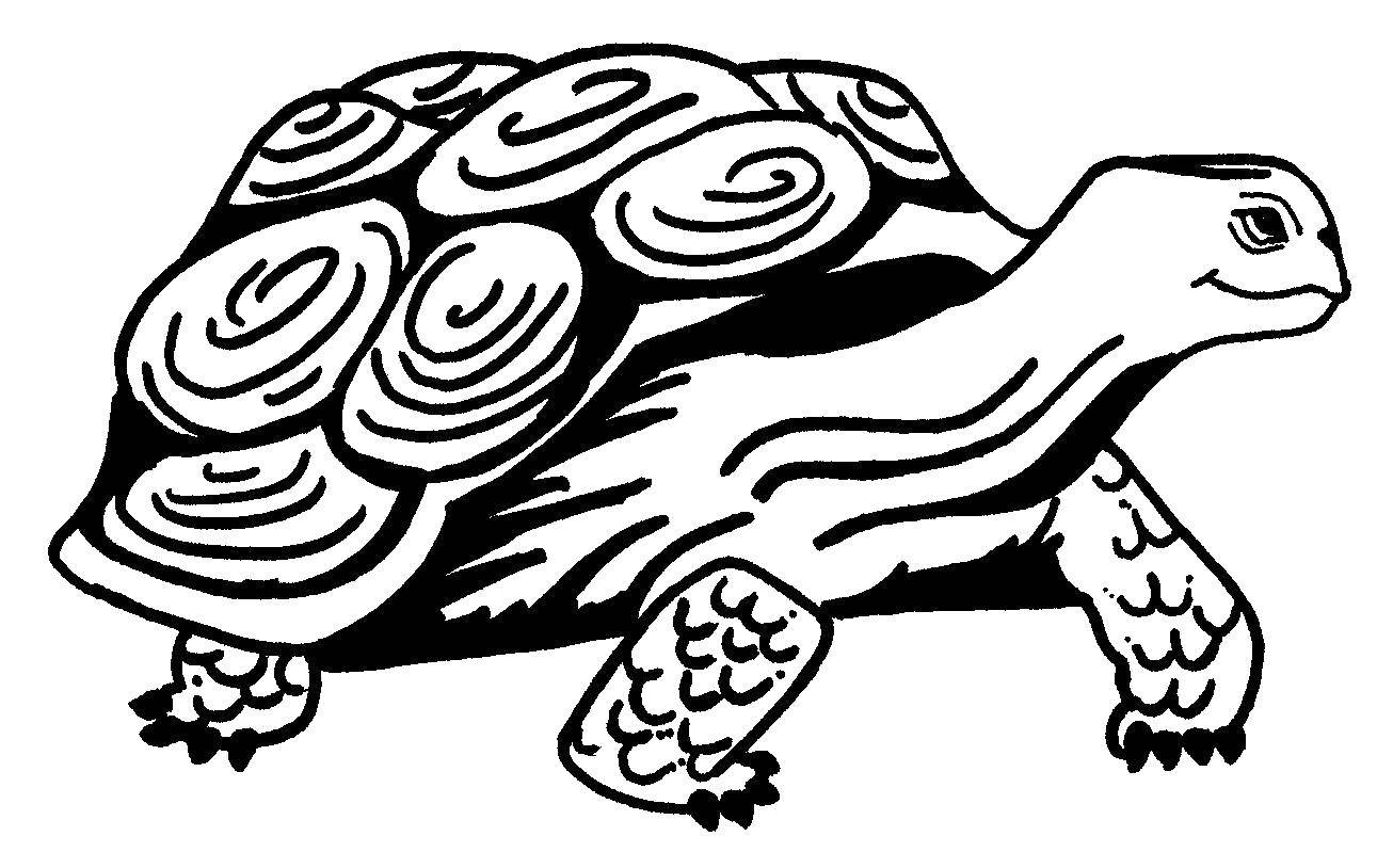 Coloring Tortoise. Category turtle. Tags:  Reptile, turtle.