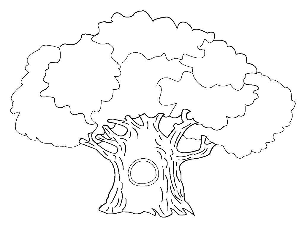 Название: Раскраска Толстое дерево с дуплом. Категория: дерево. Теги: Деревья, лист.