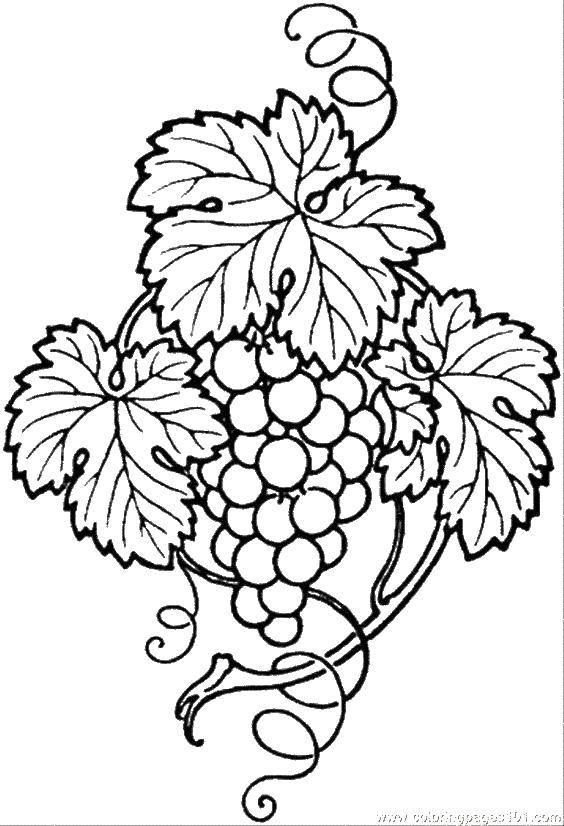 Название: Раскраска Виноградная ветка. Категория: ягоды. Теги: ягоды, ветка, виноград.