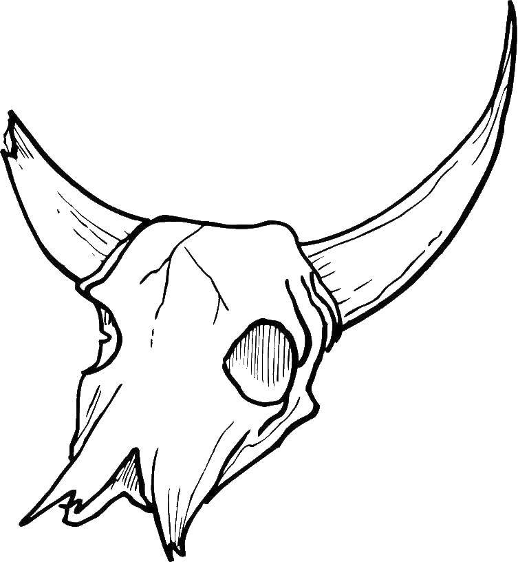 Название: Раскраска Голова быка с рогами. Категория: Животные. Теги: животные, голова.
