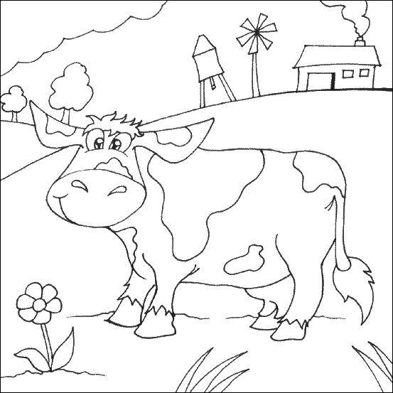 Название: Раскраска Корова. Категория: домашние животные. Теги: домашние животные, скот, корова.