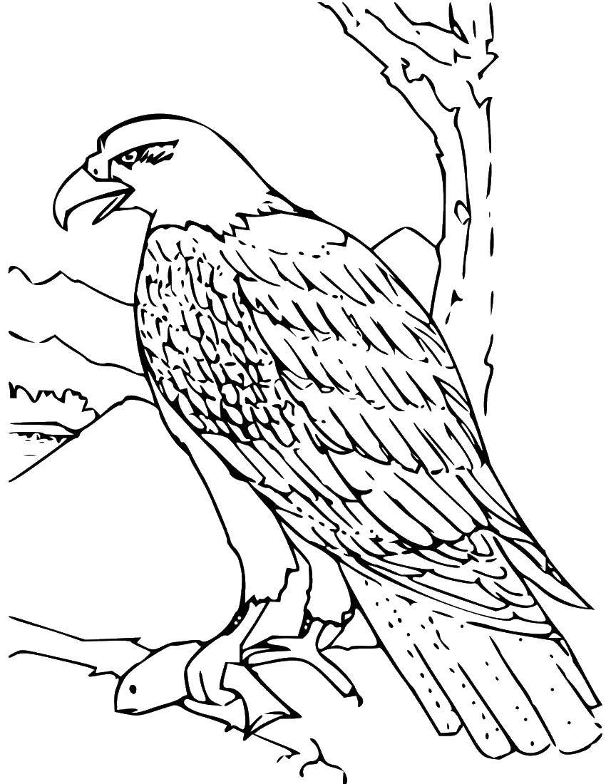 Coloring Eagle. Category birds. Tags:  birds, eagle, eagles.