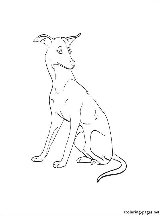 Coloring Dog. Category dogs. Tags:  dogs, dogs, dog.
