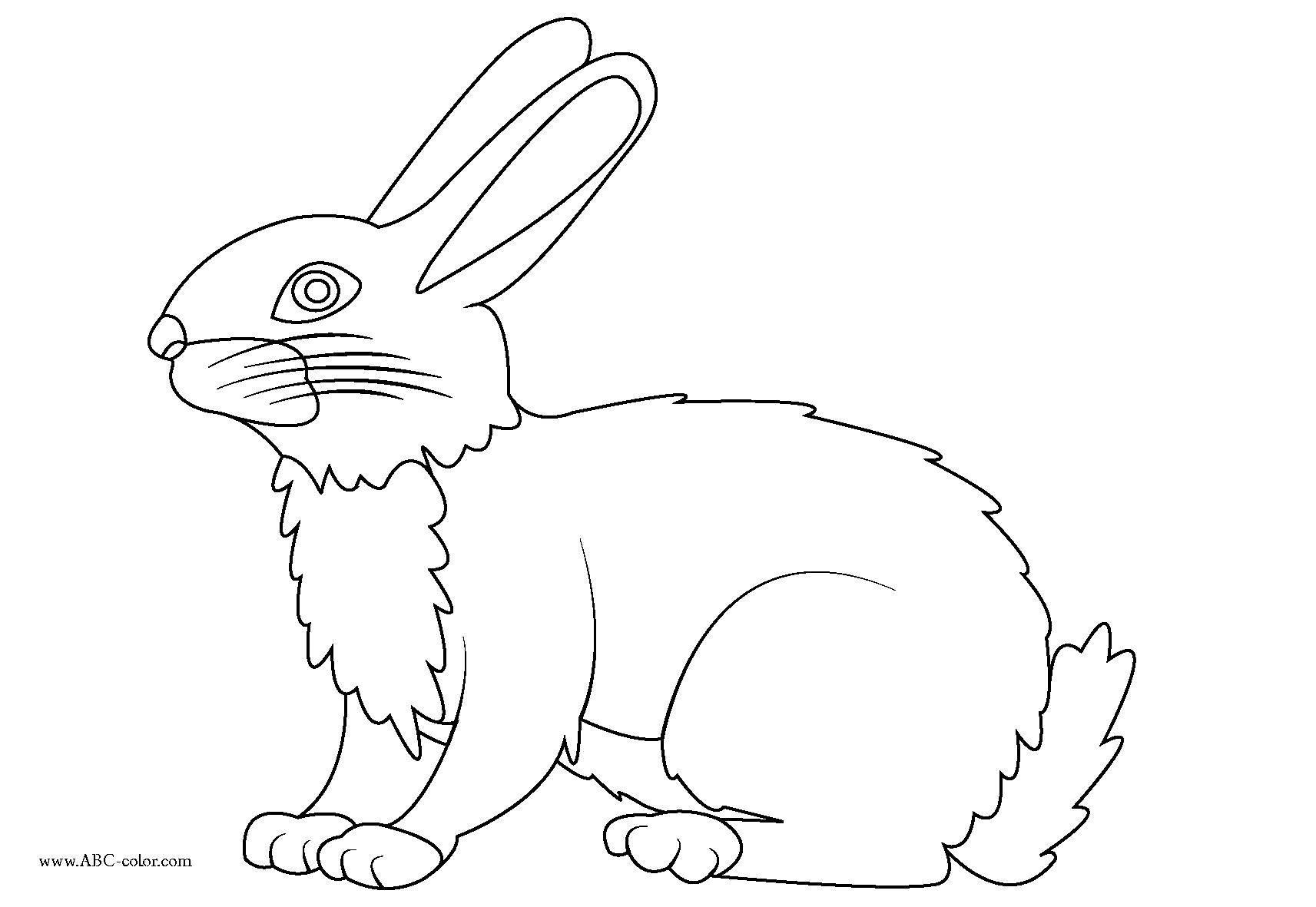 Название: Раскраска Рисунок зайца. Категория: домашние животные. Теги: заяц, кролик.