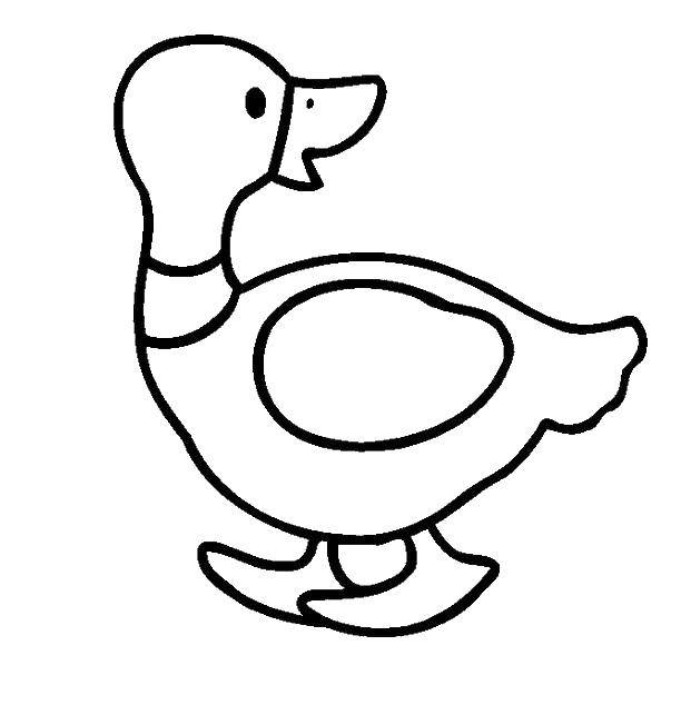 Coloring Duck goes. Category birds. Tags:  poultry, duck.
