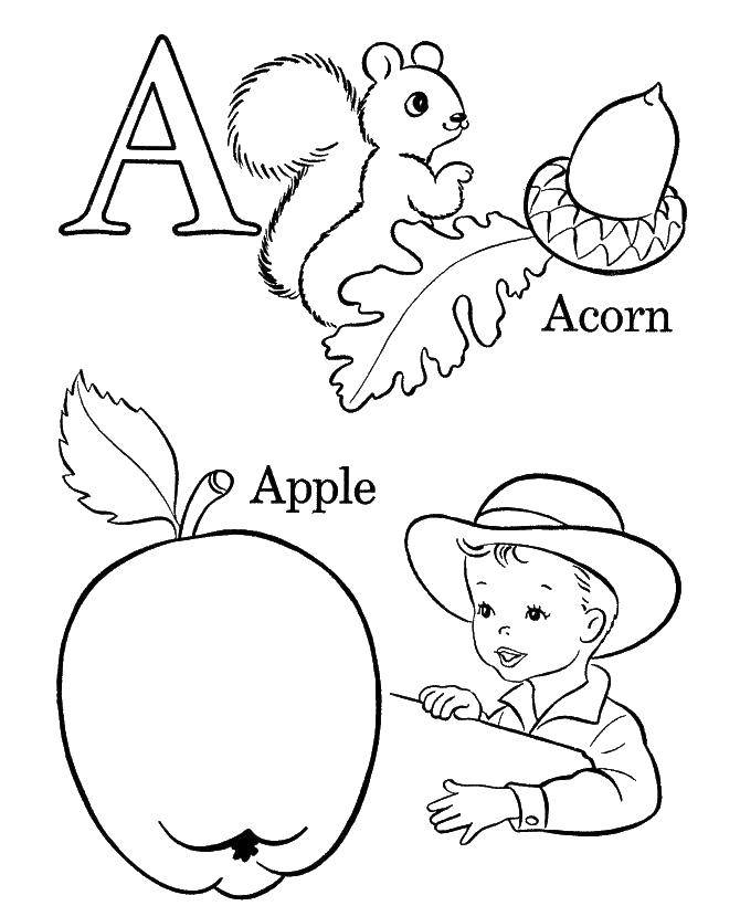 Название: Раскраска Жёлудь и яблоко. Категория: Обучающие раскраски. Теги: Обучающая раскраска, логика.