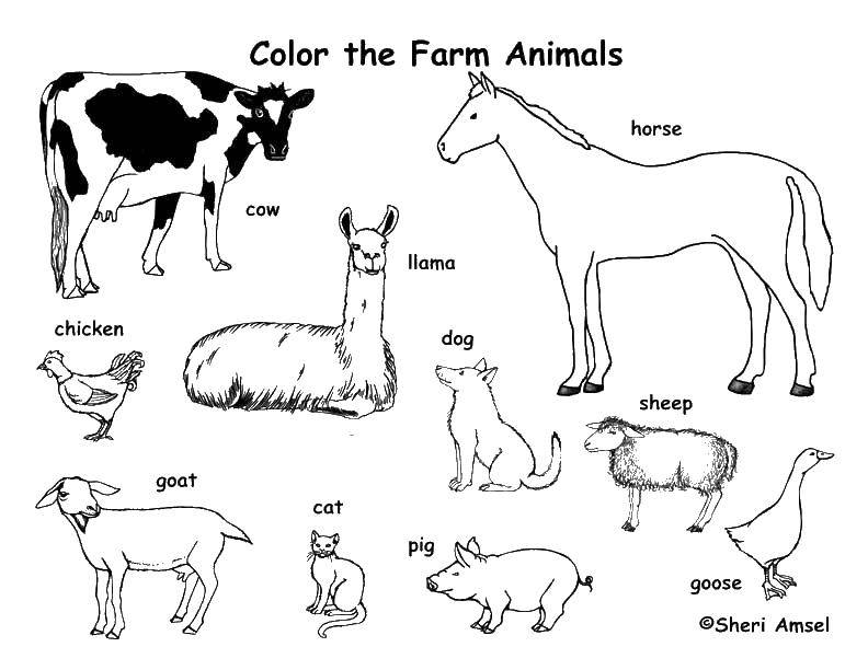 Раскраска Раскрась животных фермы Скачать ,Английский, животные,.  Распечатать 