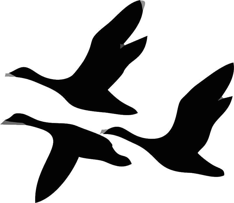 Coloring Black outline Swan. Category The contours for cutting out the birds. Tags:  Swan, bird.