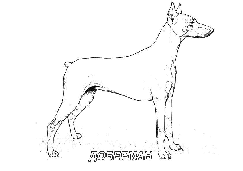 Название: Раскраска Доберман. Категория: собака. Теги: собака, доберман.