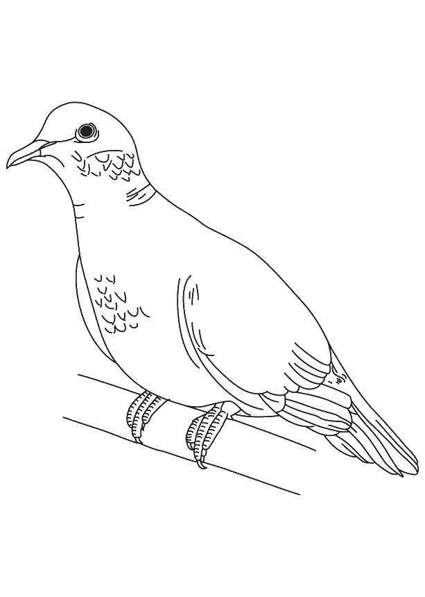 Coloring Pigeon on a perch. Category birds. Tags:  Birds.