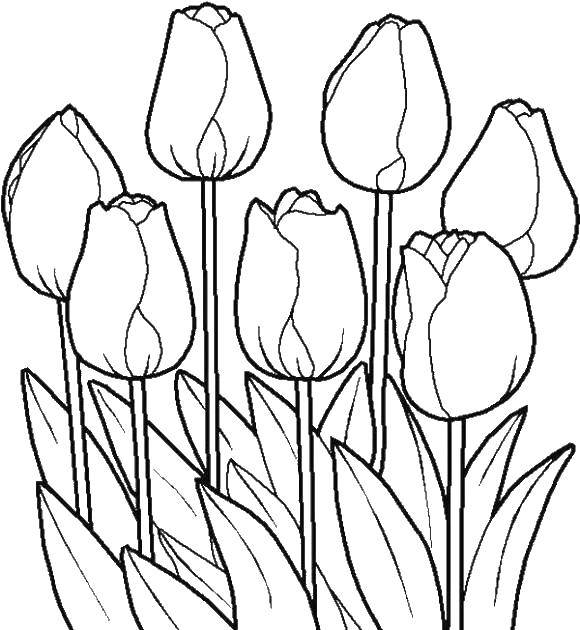 Название: Раскраска Клумба тюльпаны. Категория: Цветы. Теги: цветы, растения, цветок, тюльпаны.